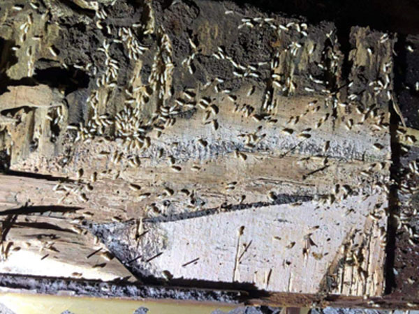 滅白蟻現場(圖1)