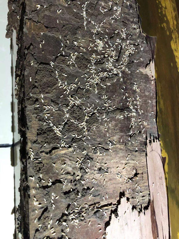 滅白蟻現場(圖7)